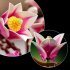 LEGO Botanicals Клончета магнолия 11510, Комплект изкуствени цветя - 10