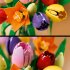 LEGO Botanicals 11501 Buchet de Lalele, BabyMatters - 7