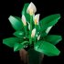 LEGO Botanicals Crinul pacii 11504, 474 piese, Set de Constructie Planta Artificiala pentru Adulti - 8