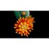 LEGO Icons Crizantema 10368, Set Colectia Botanica pentru Adulti - 13