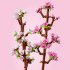 LEGO Cherry Blossoms 40725, Комплект за изграждане на ботаническа колекция - 6